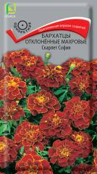 Бархатцы отклоненные Скарлет София (Поиск)