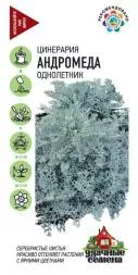 Цинерария Андромеда (Гавриш)