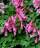 Хохлатка (Corydalis) - 5 шт