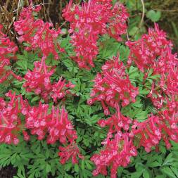 Хохлатка (Corydalis) - 5 шт