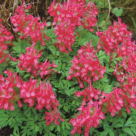 Хохлатка (Corydalis) - 5 шт
