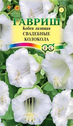 Кобея Свадебные колокола (Гавриш)