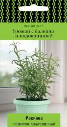Розмарин лекарственный Росинка (Поиск) Четыре лета
