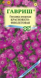 Гвоздика амурская красновато фиолетовая (Гавриш)