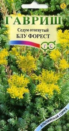 Седум отогнутый &quot;Блу Форест&quot; (Гавриш)