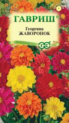 Георгина Жаворонок, смесь (Гавриш)