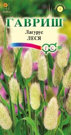 Зайцехвост (Лагурус) сухоцвет Леся яйцевидный (Гавриш)