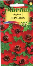 Адонис летний Керубино (Гавриш)