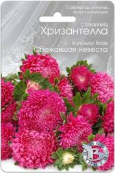 Астра Хризантелла Сбежавшая невеста (Биотехника)