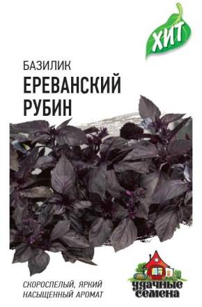 Базилик Ереванский рубин (Гавриш) ХИТ х3