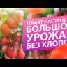 Томат Настенька (Семена Алтая) в Москве