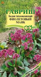 Бадан тихоокеанский Фиолетовый маяк (Гавриш)