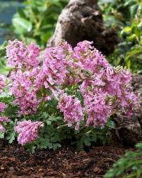 Хохлатка (Corydalis) Бет Эванс