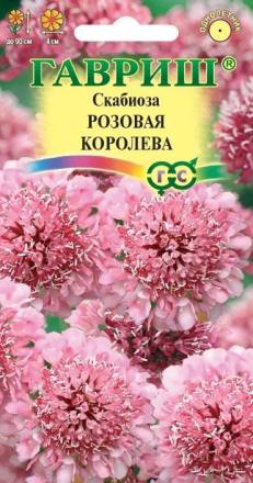 Скабиоза Розовая королева (Гавриш)