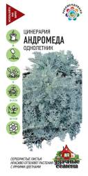 Цинерария Андромеда (Гавриш)