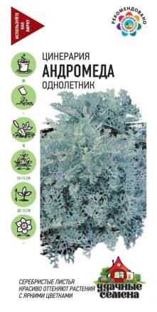 Цинерария Андромеда (Гавриш)