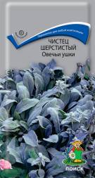 Чистец шерстистый Овечьи ушки (Поиск)