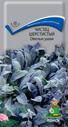 Чистец шерстистый Овечьи ушки (Поиск)