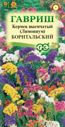 Лимониум (статица) Борнтальский выемчатый смесь (Гавриш)