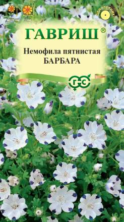 Немофила Барбара (Гавриш)