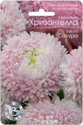 Астра китайская Хризантелла Сакура (Биотехника)