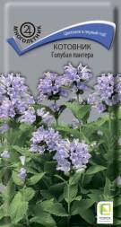 Котовник Голубая пантера 10шт (Поиск)