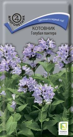 Котовник Голубая пантера 10шт (Поиск)