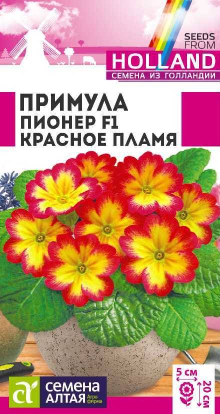 Примула Алтая